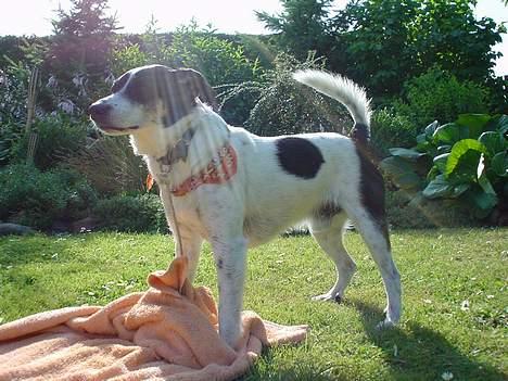 Dansk svensk gaardhund Bimmer billede 4
