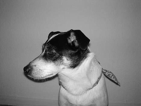 Dansk svensk gaardhund Bimmer billede 6