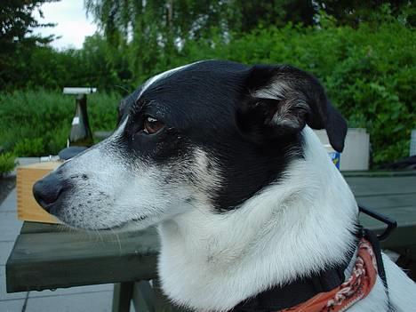 Dansk svensk gaardhund Bimmer billede 7