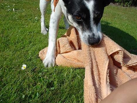 Dansk svensk gaardhund Bimmer billede 9