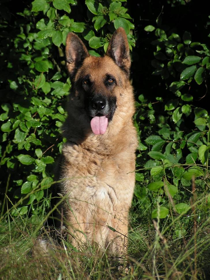 Schæferhund Rico RIP billede 4