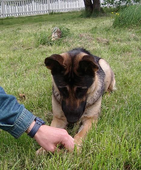 Schæferhund Milla - Ja, det er en god leg denne med godbiderne billede 5
