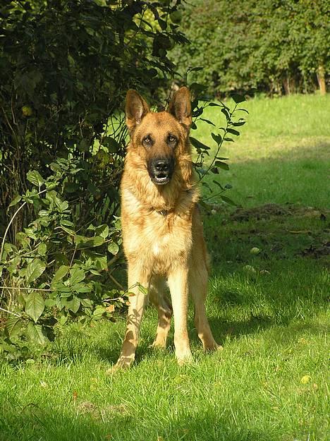 Schæferhund Rico RIP - 2005 billede 5