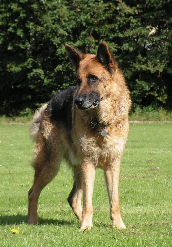 Schæferhund Rico RIP - 10/9-07 billede 6