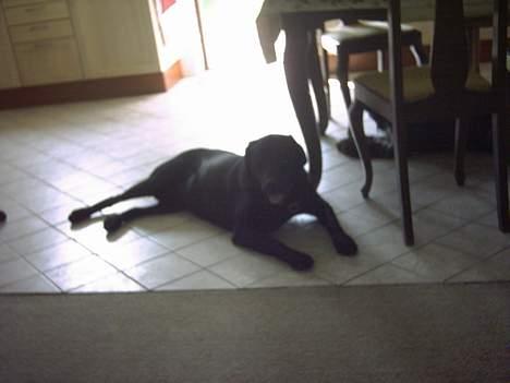 Labrador retriever Max billede 1