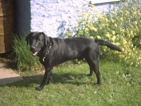 Labrador retriever Max billede 2