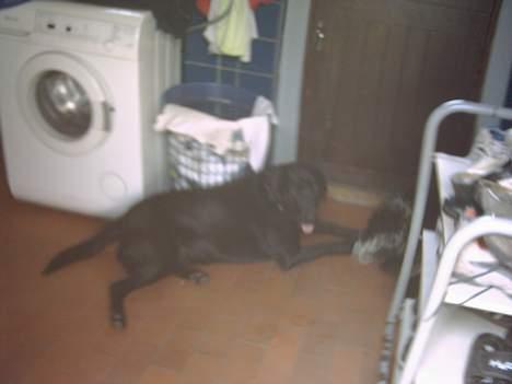 Labrador retriever Max billede 3