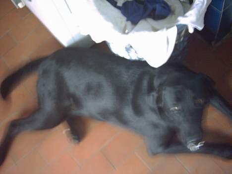 Labrador retriever Max billede 4