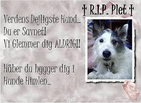 Jack russell terrier Plet † R.I.P. † - R.I.P. PLET billede 1