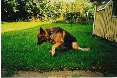 Schæferhund Buster *R.I.P.* billede 2
