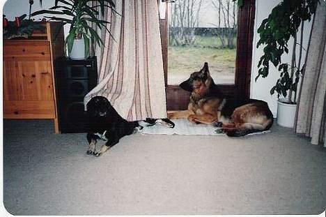 Schæferhund Buster *R.I.P.* - Her Buster og Sif sammen - 3 år gamle billede 3