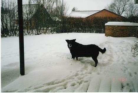 Blanding af racer Sif *R.I.P.* - Sif i sneen, mener det er i 2001 billede 3