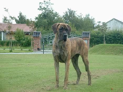 Grand danois Cleo *DØD* - Hmmm... er der ingen mennesker jeg ka´ skræmme væk billede 1