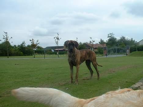 Grand danois Cleo *DØD* - hva har han nu gang i???? billede 2