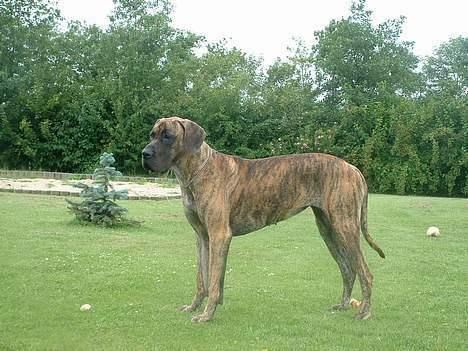 Grand danois Cleo *DØD* - Gad vide hvorfor folk altid løber forbi vores grund...... hmmm billede 3