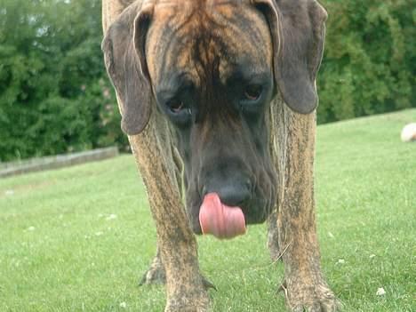 Grand danois Cleo *DØD* - Gad vide hvorn et kamera smager.....?  billede 4