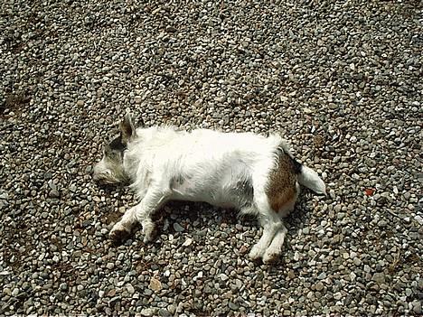 Jack russell terrier Plet † R.I.P. † billede 2