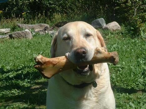Labrador retriever Wakey *DØD* - hmmm..... gad vide hva de griller over ved naboen? billede 1