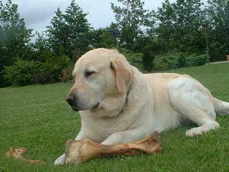 Labrador retriever Wakey *DØD* - Wakey lader ikke et af de saftige ben ude af syne! billede 2