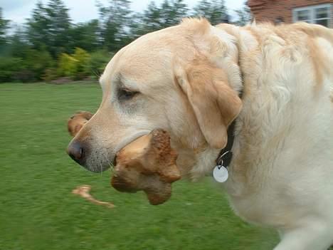 Labrador retriever Wakey *DØD* - He he he...... det her ryger i rosenbedet!!! billede 3