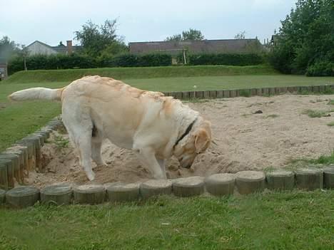 Labrador retriever Wakey *DØD* - Hvor var det jeg havde gemt det ben?.... hmmm billede 4