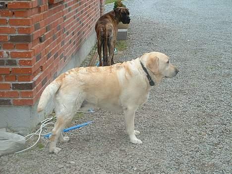 Labrador retriever Wakey *DØD* - Hov...! er det døren til foder rummet der står åben? billede 5