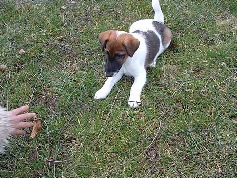 Glathåret foxterrier nørlunds cocio billede 1