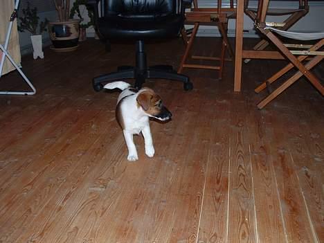 Glathåret foxterrier nørlunds cocio billede 2