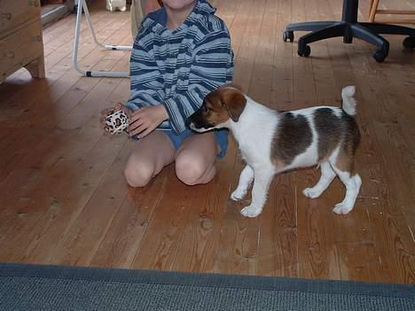 Glathåret foxterrier nørlunds cocio billede 3