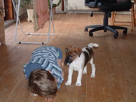 Glathåret foxterrier nørlunds cocio billede 4