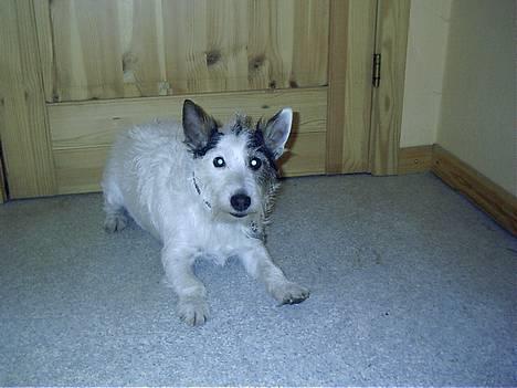 Jack russell terrier Plet † R.I.P. † billede 3