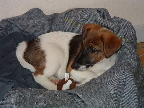 Glathåret foxterrier nørlunds cocio billede 5