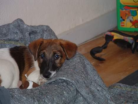 Glathåret foxterrier nørlunds cocio billede 6