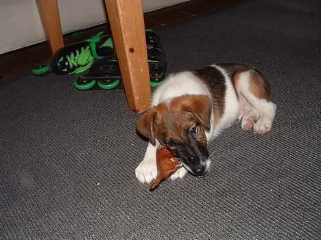 Glathåret foxterrier nørlunds cocio billede 7