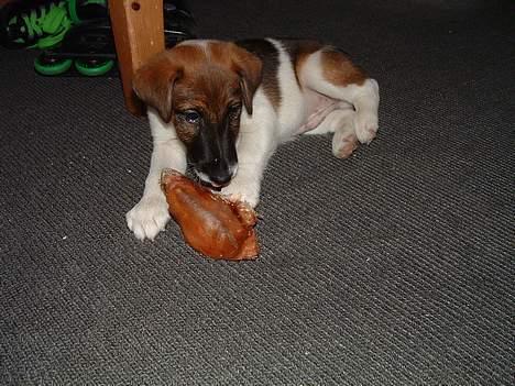 Glathåret foxterrier nørlunds cocio billede 8