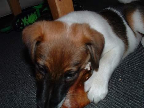 Glathåret foxterrier nørlunds cocio billede 9