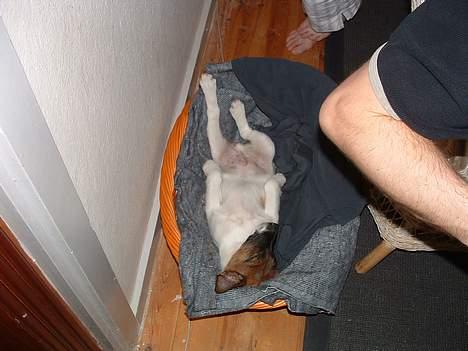 Glathåret foxterrier nørlunds cocio billede 10