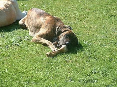 Grand danois Cleo *DØD* - namme nam.... det er et godt ben billede 7