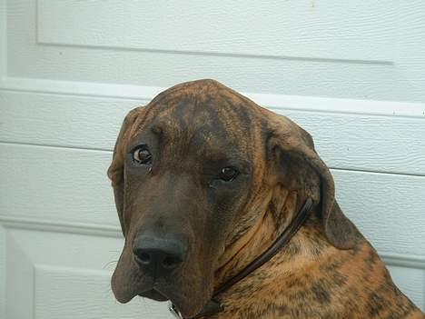 Grand danois Cleo *DØD* - Baby Cleo! Nåååårh så, betuttet! billede 8