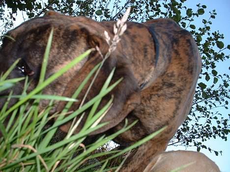 Grand danois Cleo *DØD* - Cleo gemmer sig i græsset en sommer aften! billede 9