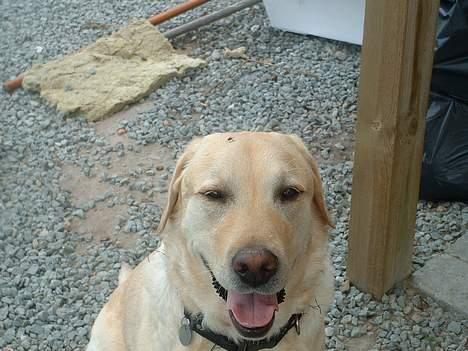 Labrador retriever Wakey *DØD* - Øhm.... Wakey der sidder en flue på dit hoved! billede 6