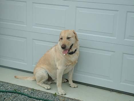 Labrador retriever Wakey *DØD* - Suk´.... hvor jeg keder mig! billede 7