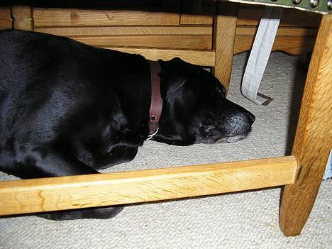 Labrador retriever Basse/Trunte - Hun r lidt træt..:) billede 2