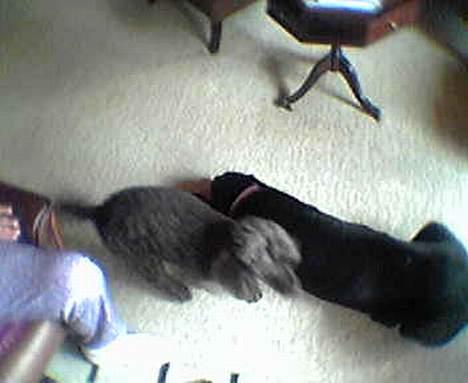 Labrador retriever Basse/Trunte - :P billede 3