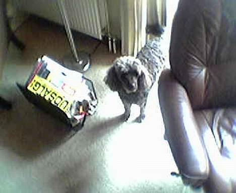 Labrador retriever Basse/Trunte - Det r så min anden hund " Trunte " billede 4