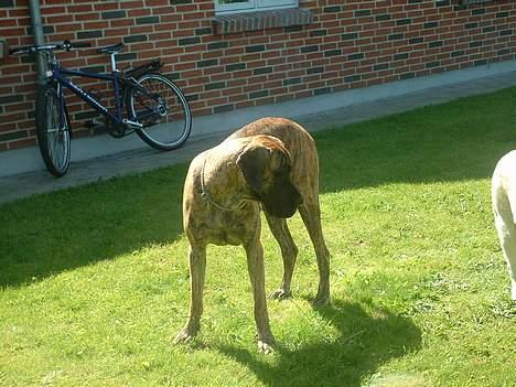 Grand danois Cleo *DØD* - Hvor blev benet af??? billede 10