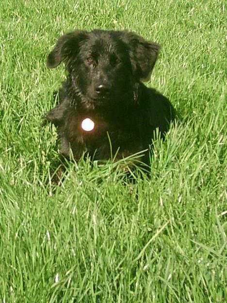 Blanding af racer Baloo billede 1