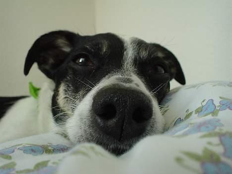 Dansk svensk gaardhund Bimmer billede 8