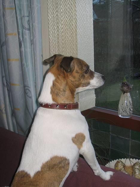 Dansk svensk gaardhund Sitta billede 3