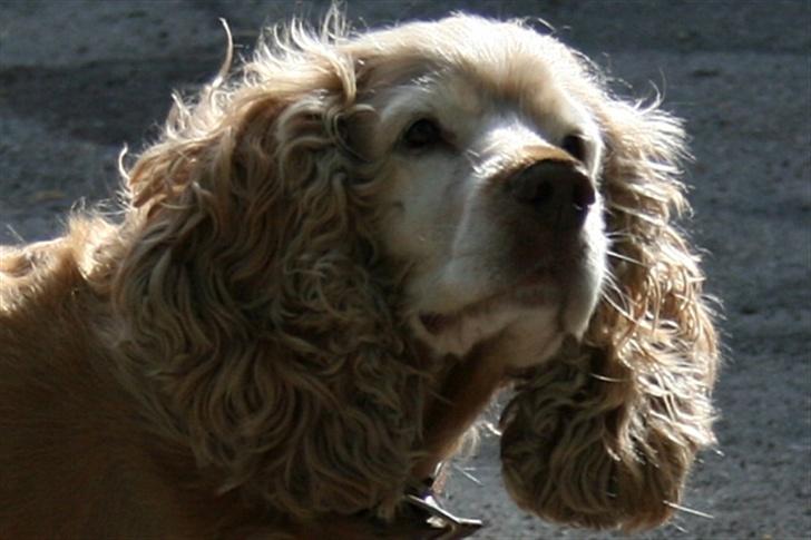 Blanding af racer ROCKERSPANIEL COCK-PIT  - TRINEDYRET billede 1